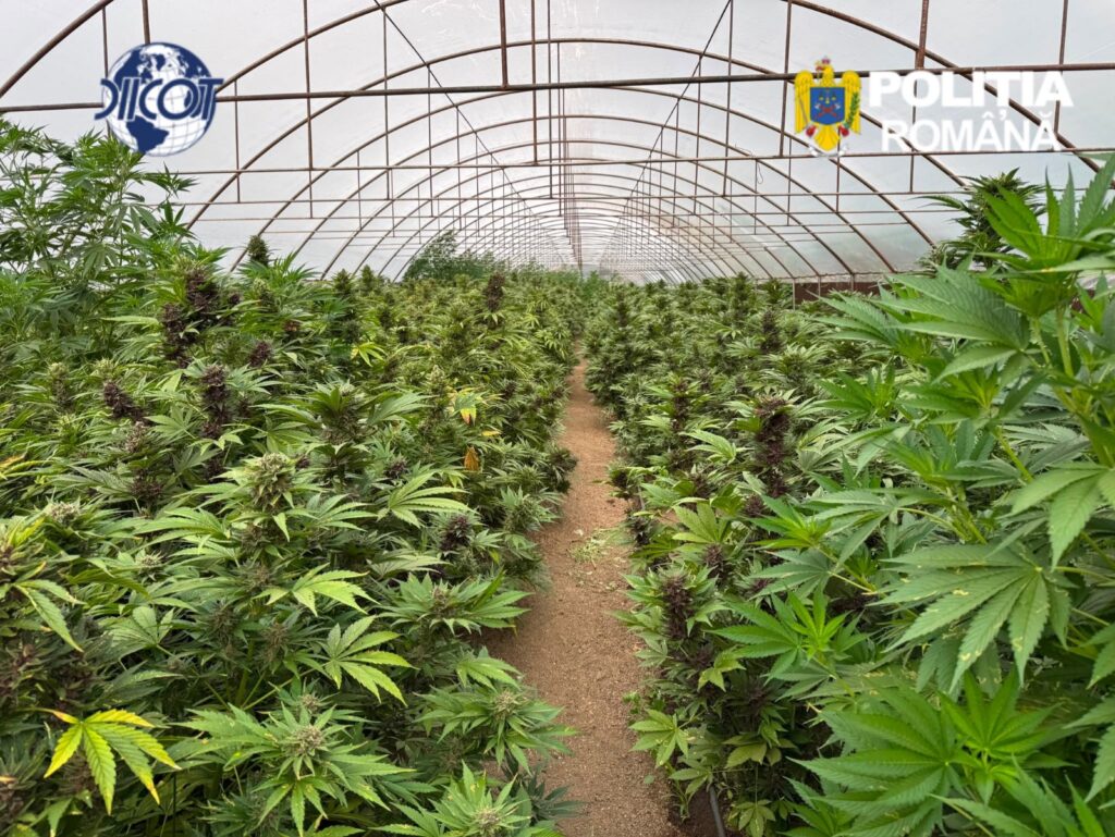Canabis cultivat în solar: Captură uriașă a DIICOT. Peste 2,4 tone de plante și un laborator complet de procesare, descoperite în Neamț