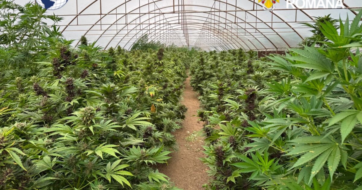 Canabis cultivat în solar: Captură uriașă a DIICOT. Peste 2,4 tone de plante și un laborator complet de procesare, descoperite în Neamț