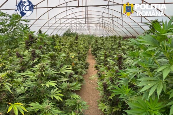 Canabis cultivat în solar: Captură uriașă a DIICOT. Peste 2,4 tone de plante și un laborator complet de procesare, descoperite în Neamț