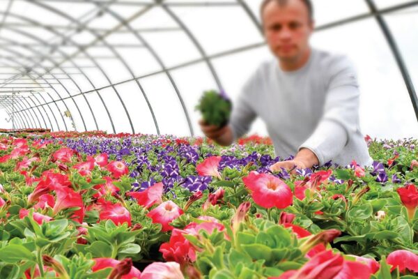 Fonduri europene pentru florării, sere și culturi de plante medicinale: AFIR pregătește lansarea sesiunii DR-18, cu finanțări de până la 100.000 de euro